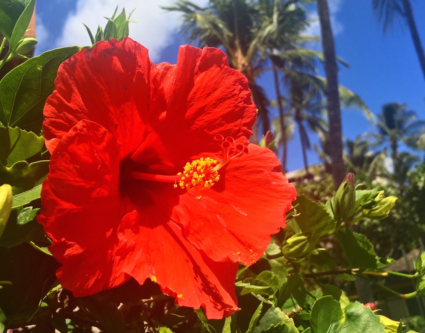 5 cose da fare alle Hawaii﻿