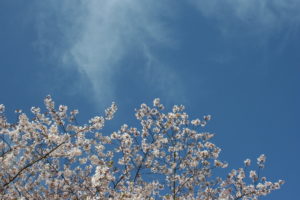 Hanami: la fioritura dei ciliegi e la primavera in Giappone sara caulfield