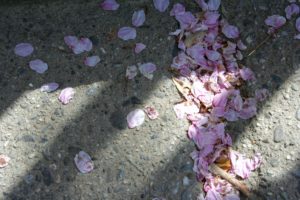 Hanami: la fioritura dei ciliegi e la primavera in Giappone sara caulfield